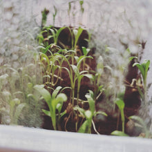 Load image into Gallery viewer, Microgreens and Seed-Starting Kit