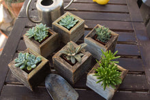 Load image into Gallery viewer, Reclaimed Wood Mini Square Planters / Favor Boxes